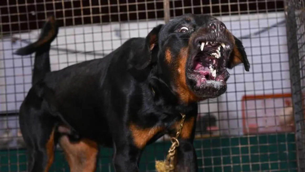 angry dog