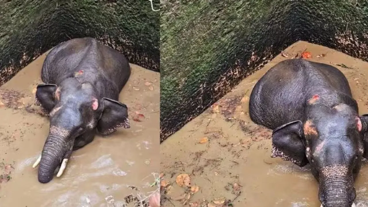 A wild elephant fell into a well in Kottapadi, Kothamangalam on Thursday night