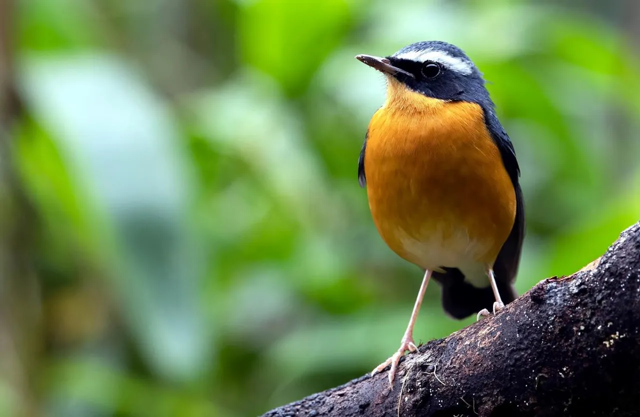 Endemic Birds of India