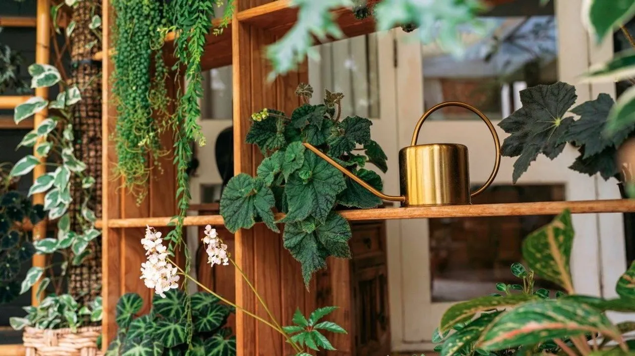 Plants Home Decor