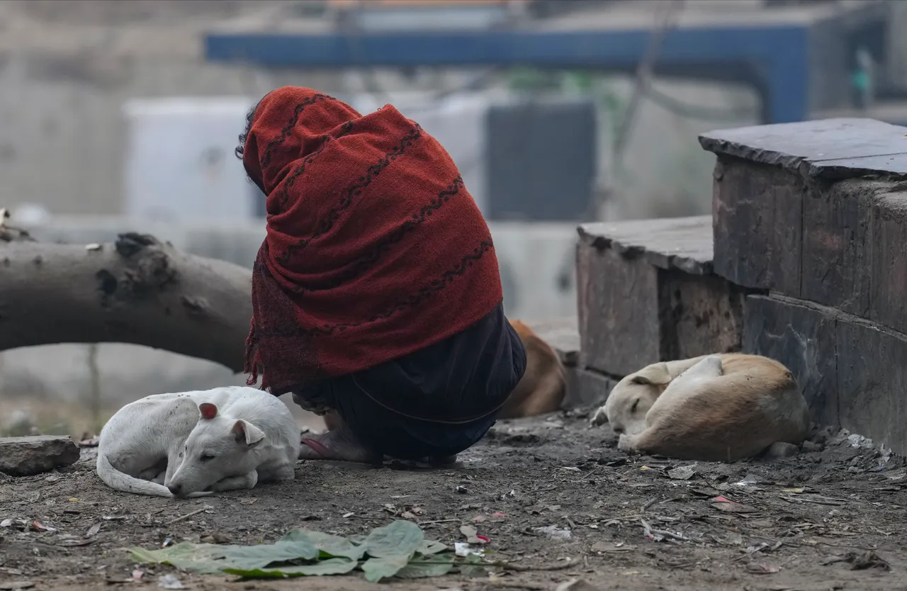 Cold Winter Delhi Temperature Weather