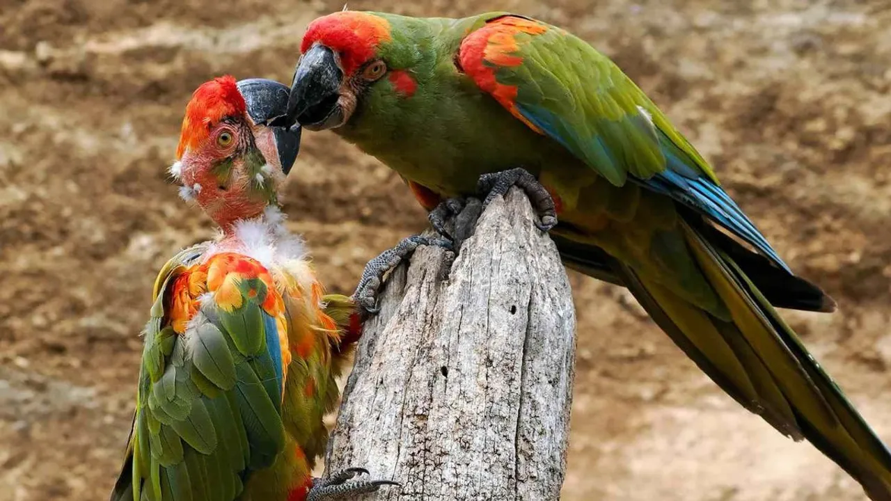 Endangered Parrots