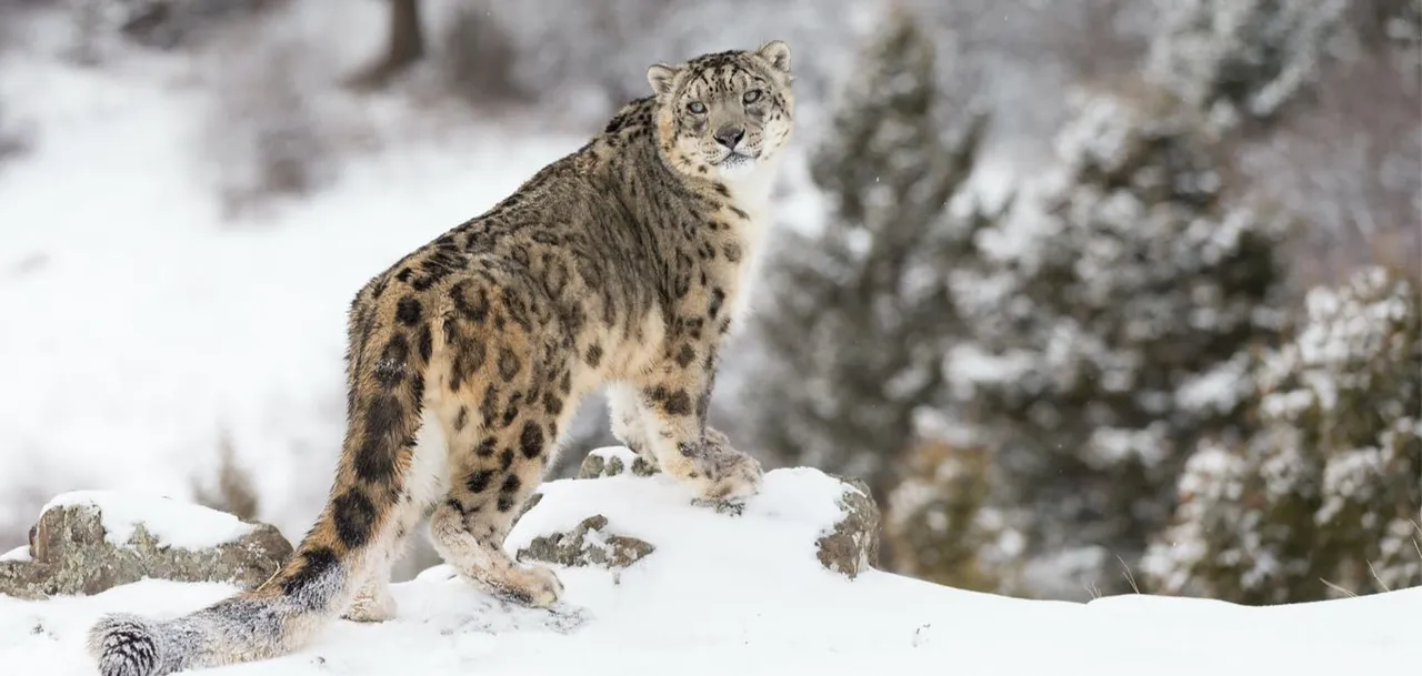 Snow_leopard_Himachal_Uttarakhand