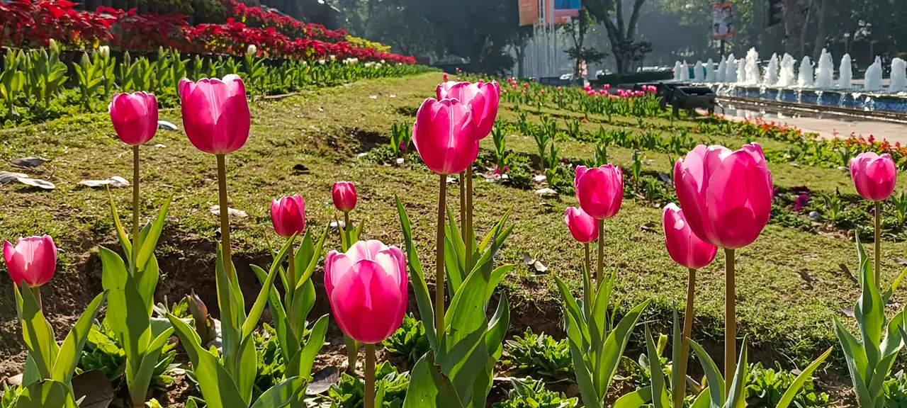 Tulips blossom Delhi NDMC