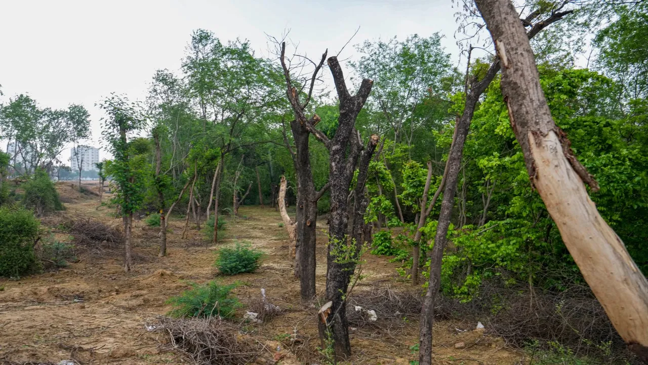 The area at SAARC Chowk, Satbari Chhattarpur where around 1100 trees have allegedly been illegally cut by DDA, in New Delhi, Tuesday, July 9, 2024.
