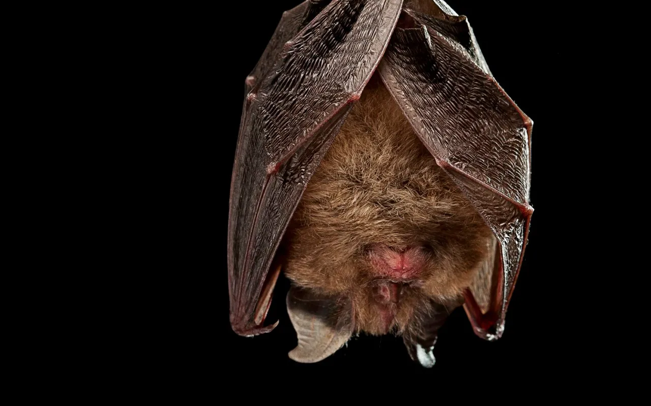 Bats coronavirus UK.jpeg