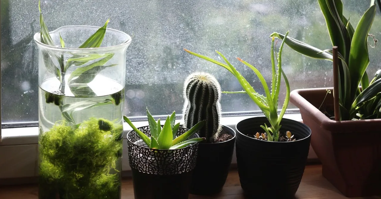 Plants.jpg