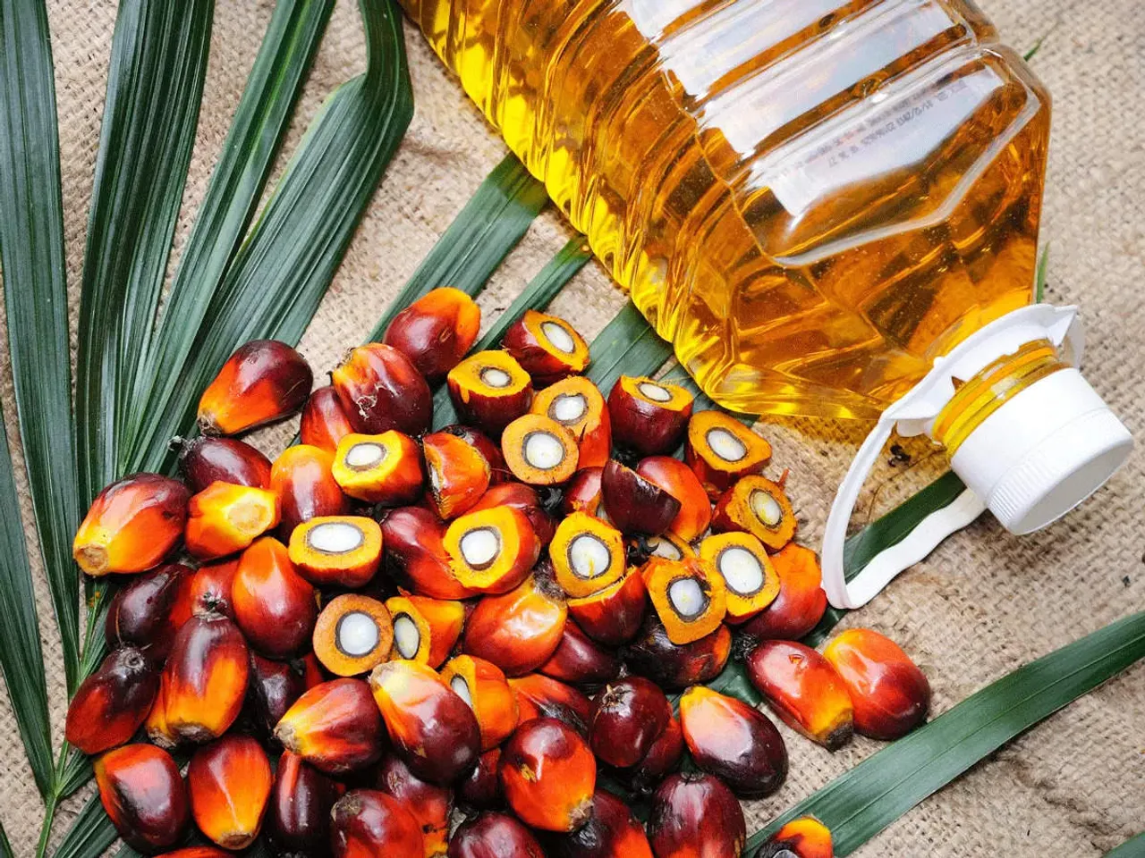 palm oil.jpg