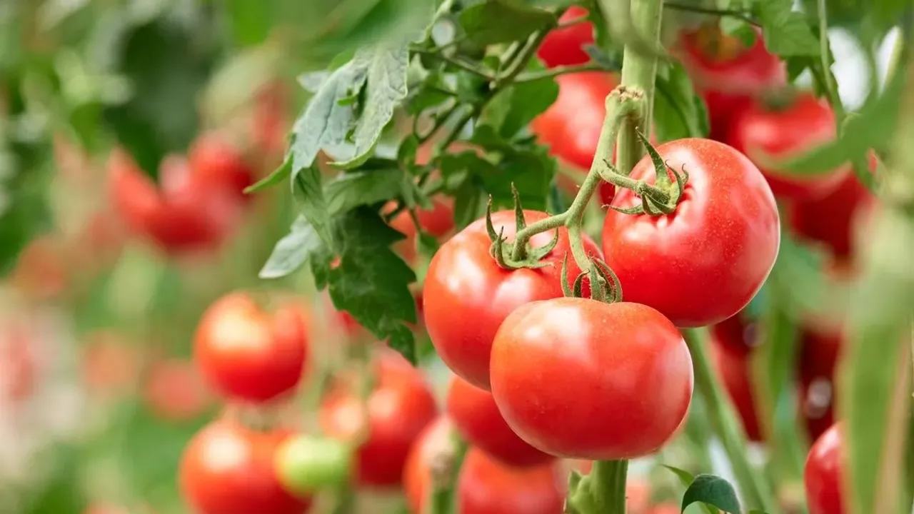Ripe Tomato