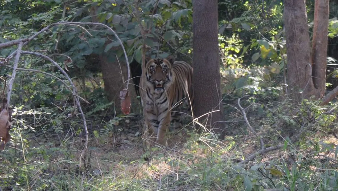 Royal Bengal Tiger