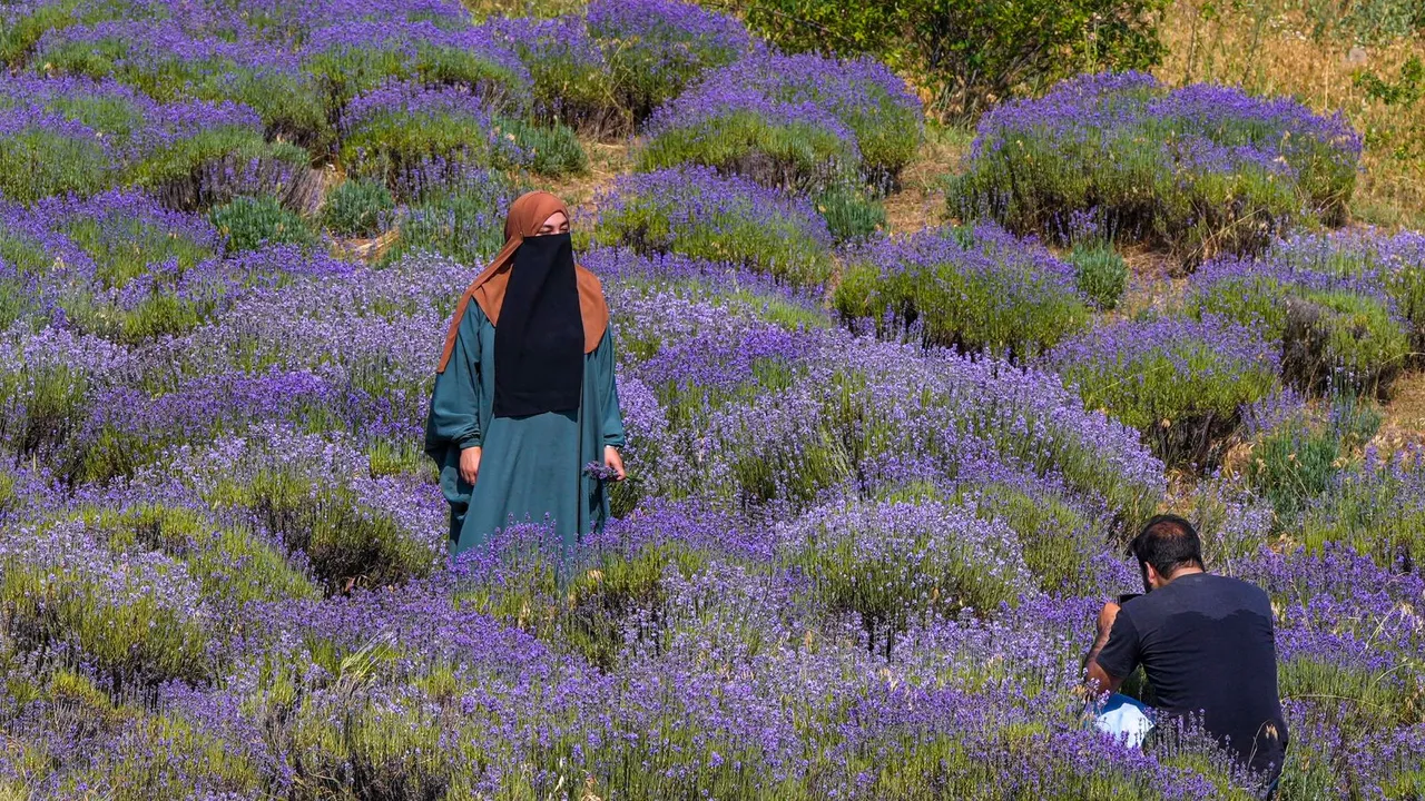 Employees of Department of Agriculture harvest lavender crop, at Sirhama in Anantnag district of South Kashmir, Tuesday, July 2, 2024.