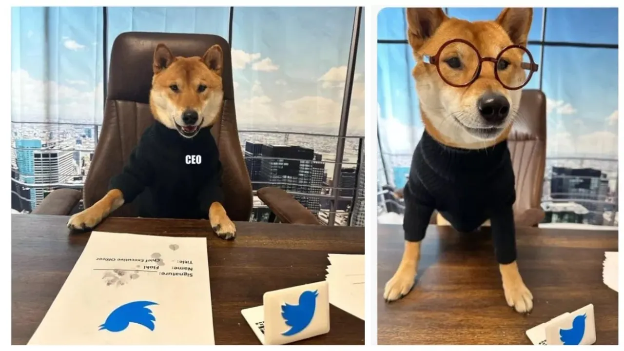 Elon Musk Twitter CEO Floki