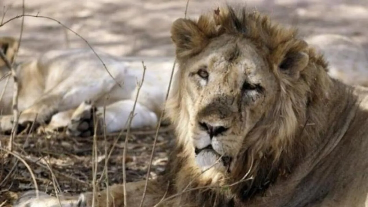 Lion train accident.jpeg