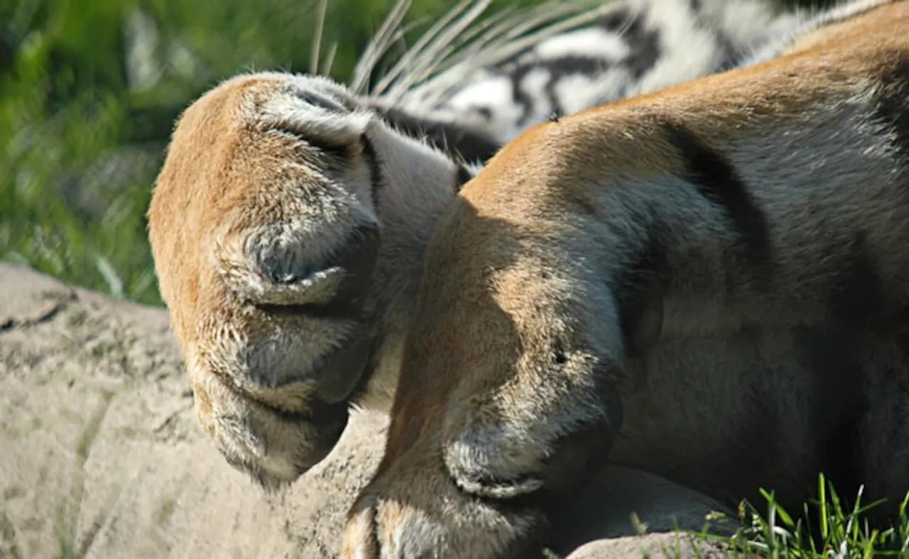 Dead tiger tigress.jpg