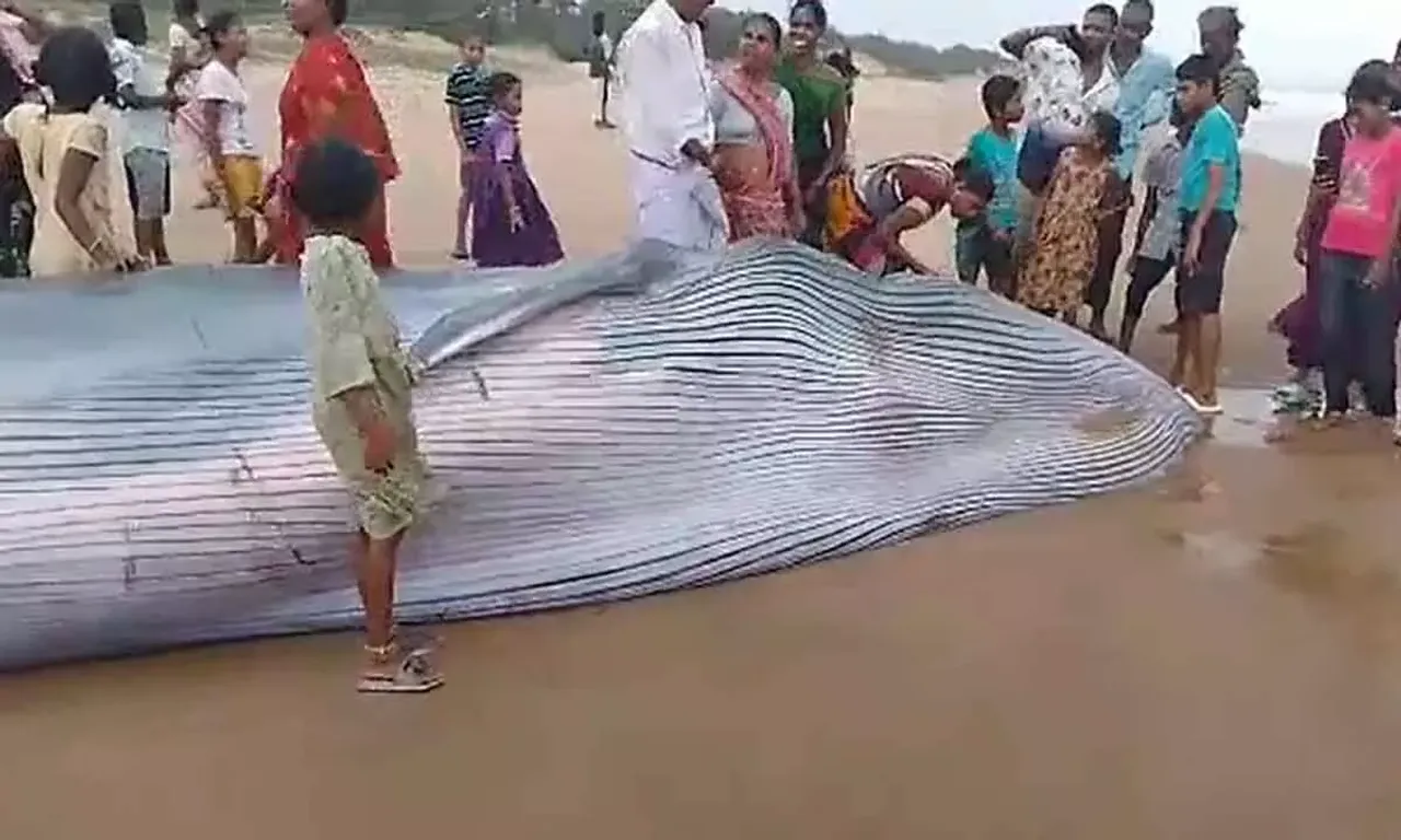 25 feet long