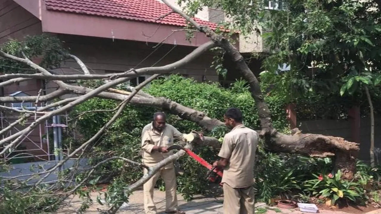 uproot trees due to rain electric pole