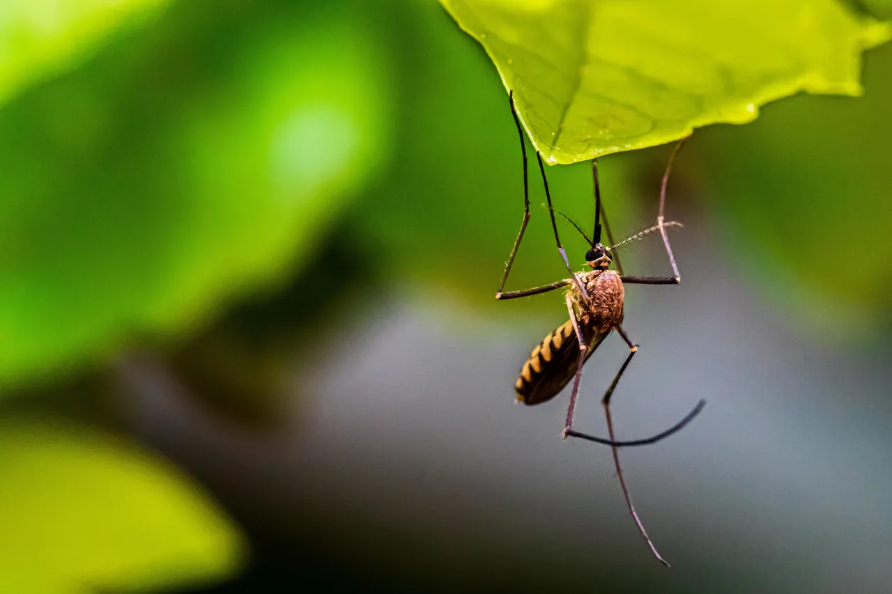 Mosquito.jpg