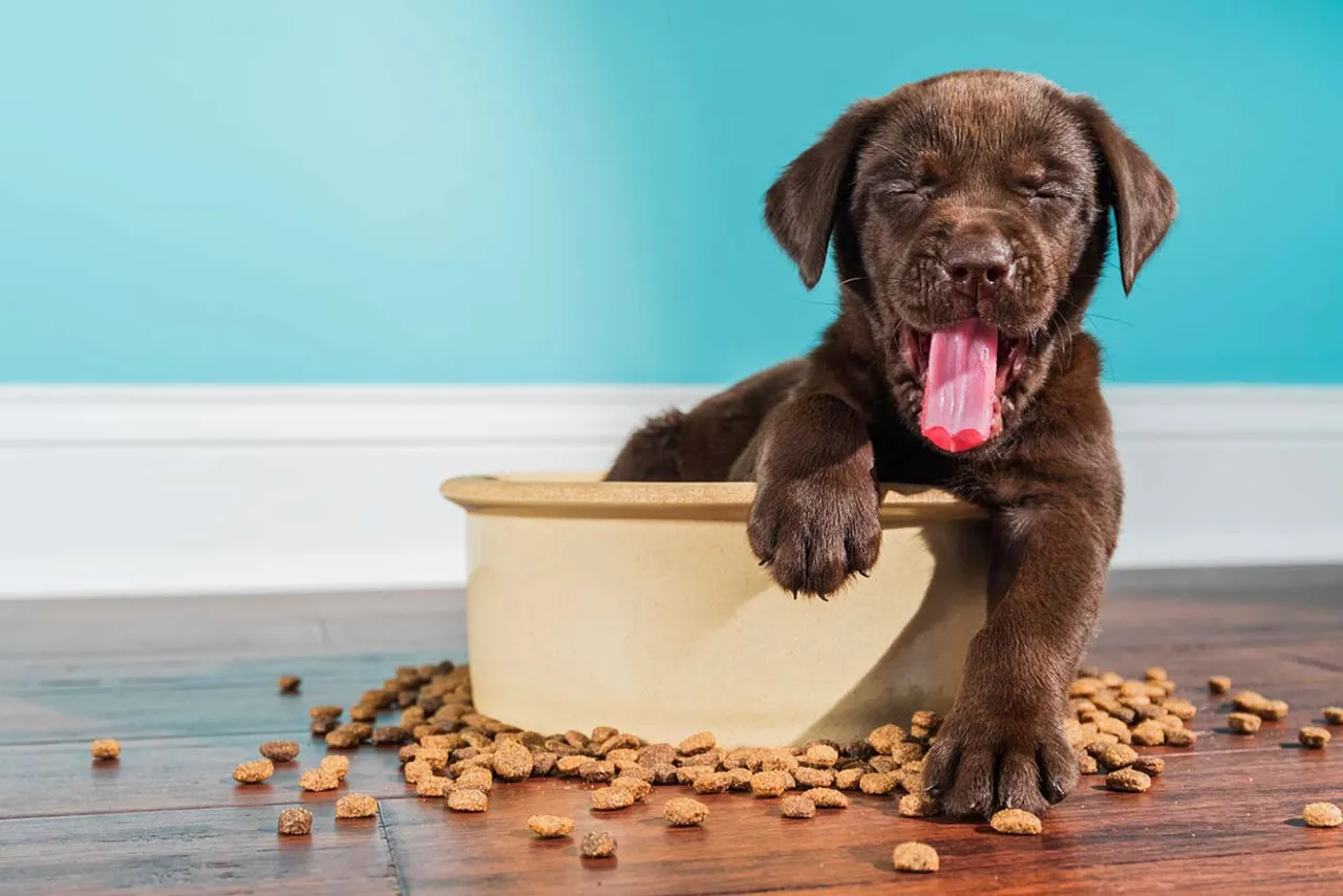 Pet Vegan Food Dog