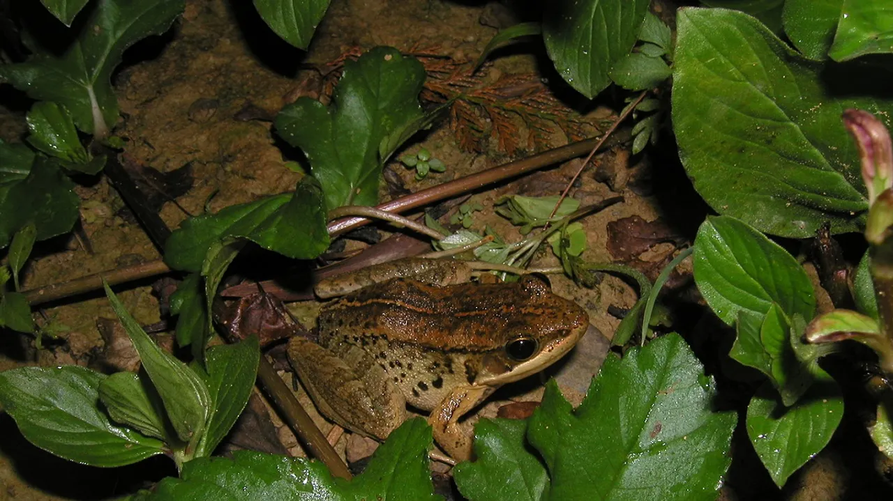 Nidirana Frog.jpg