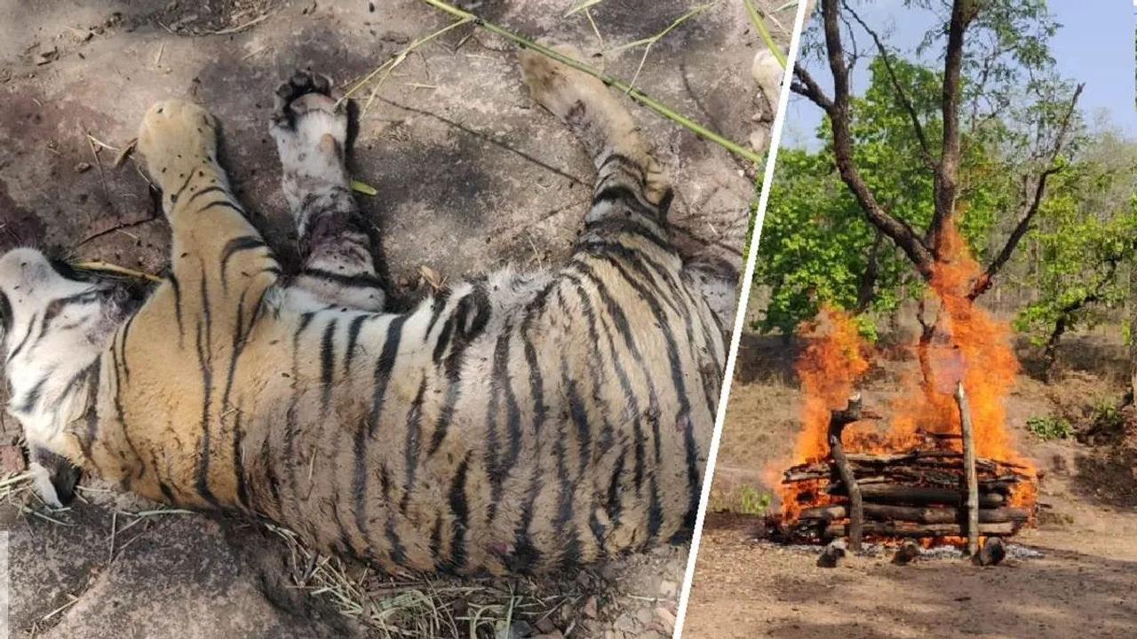 tiger_death_in_bandhavgarh