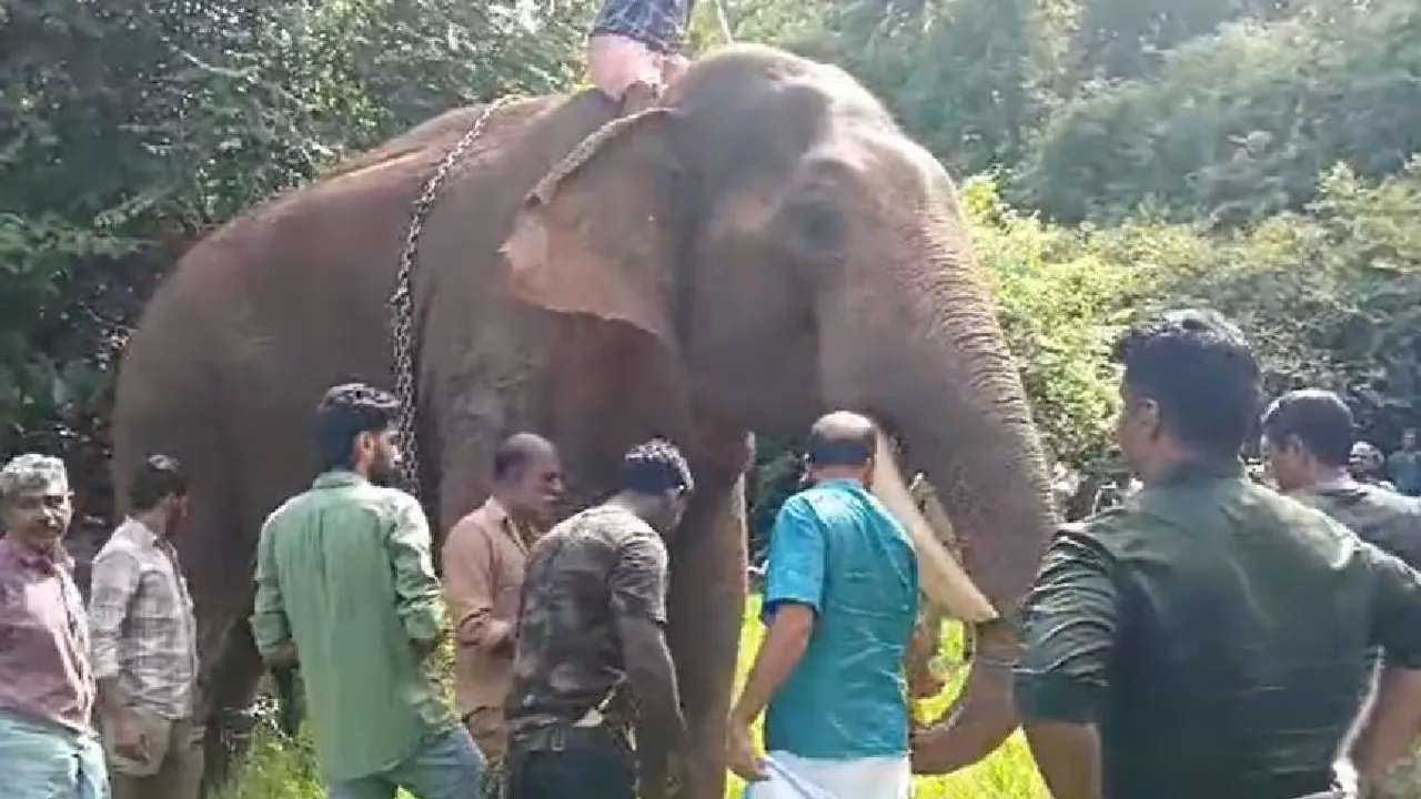 Elephant attack