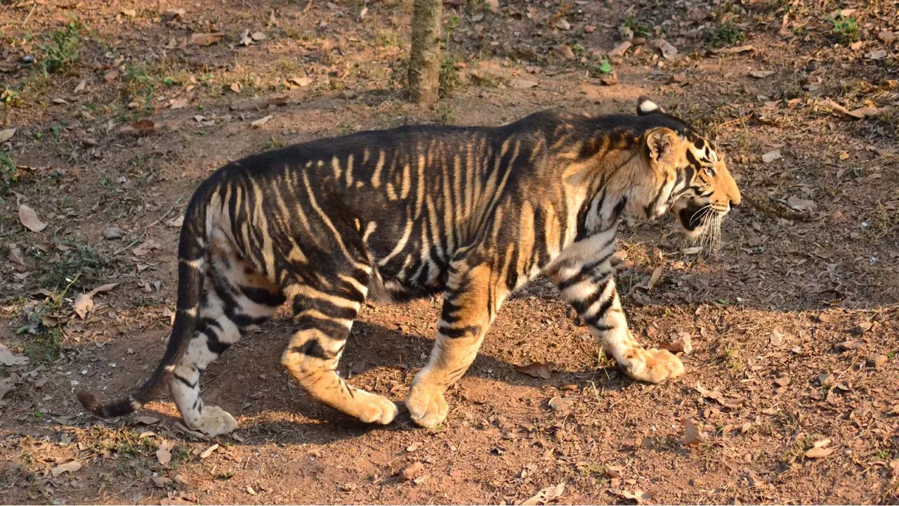 black tiger