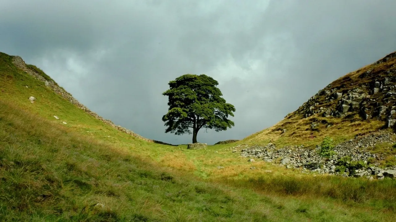 Sycamore Gap tree.jpg