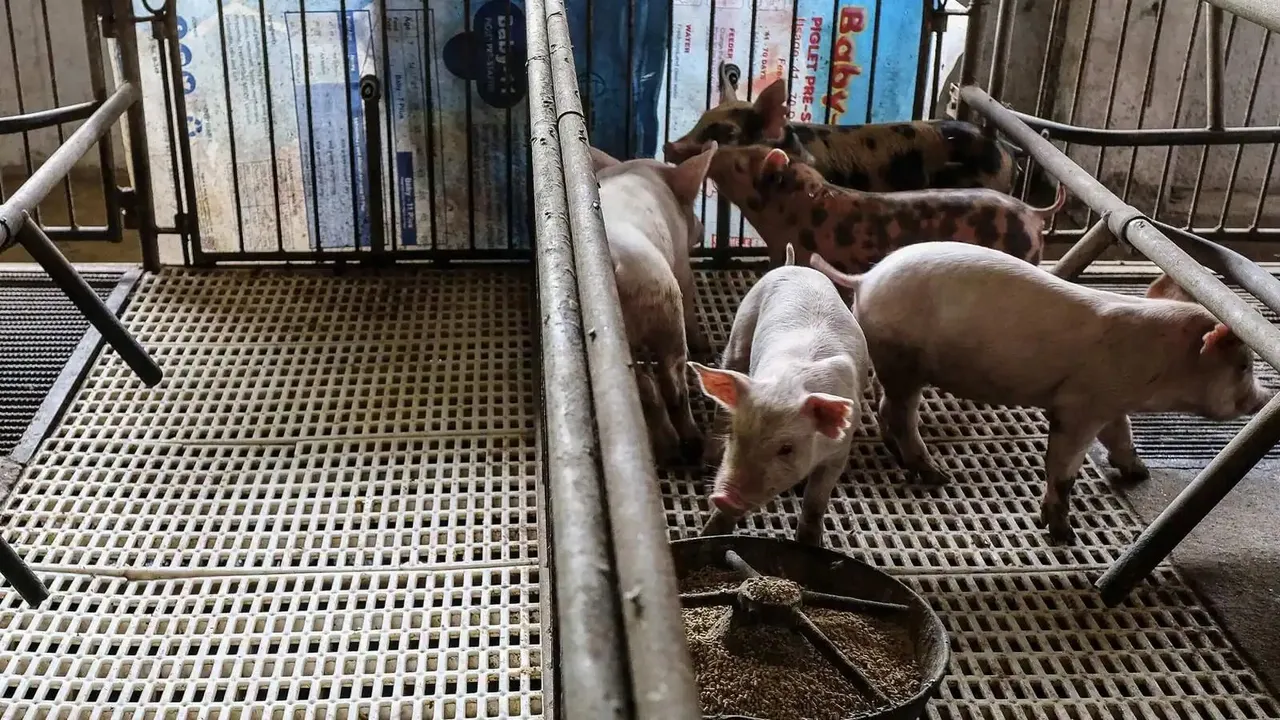 African Swine Fever