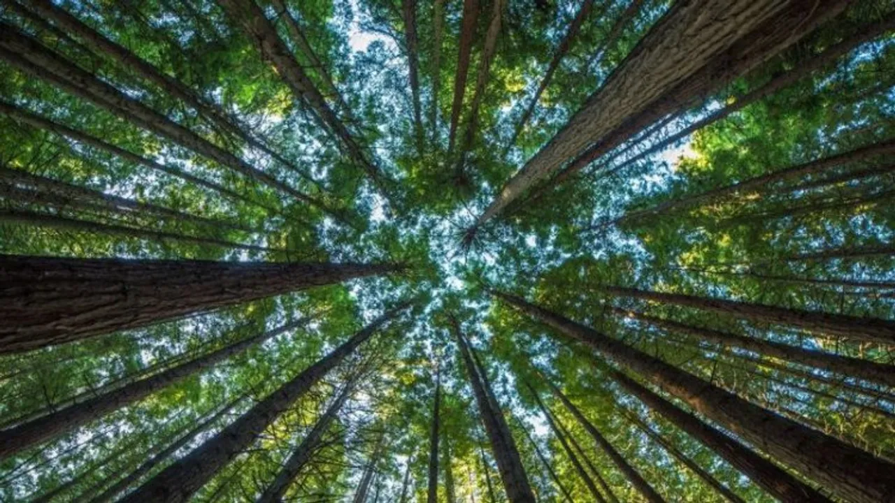 Growing trees outside forests in India can offer environmental, economic benefits: Study