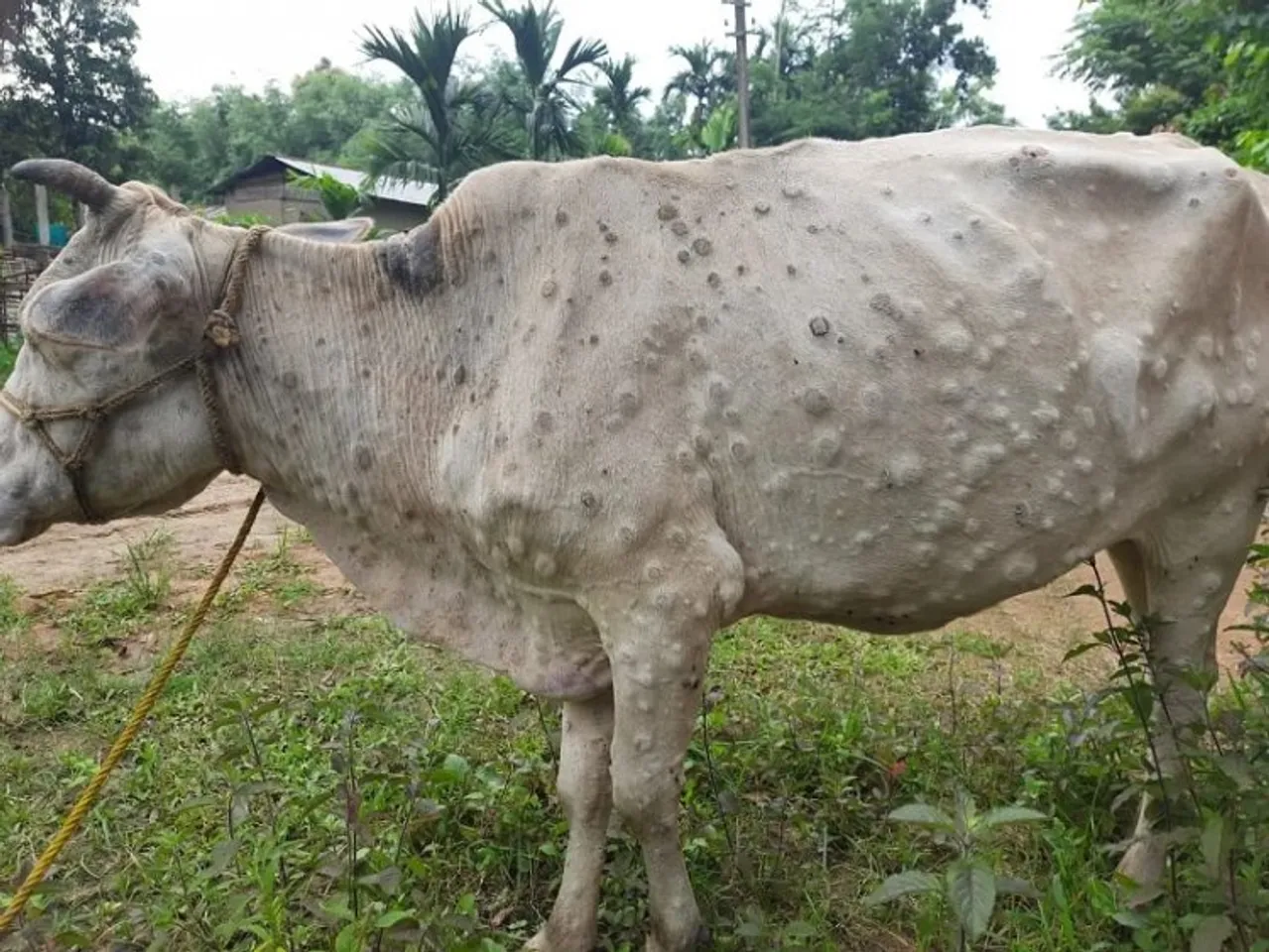 Over 2,100 cattle died, 60,000 affected by lumpy skin disease in Punjab so far, says official