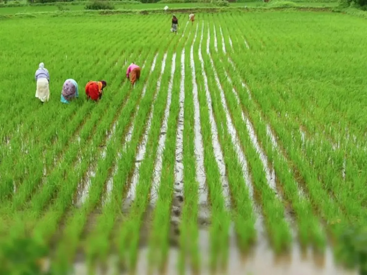 Paddy cultivation