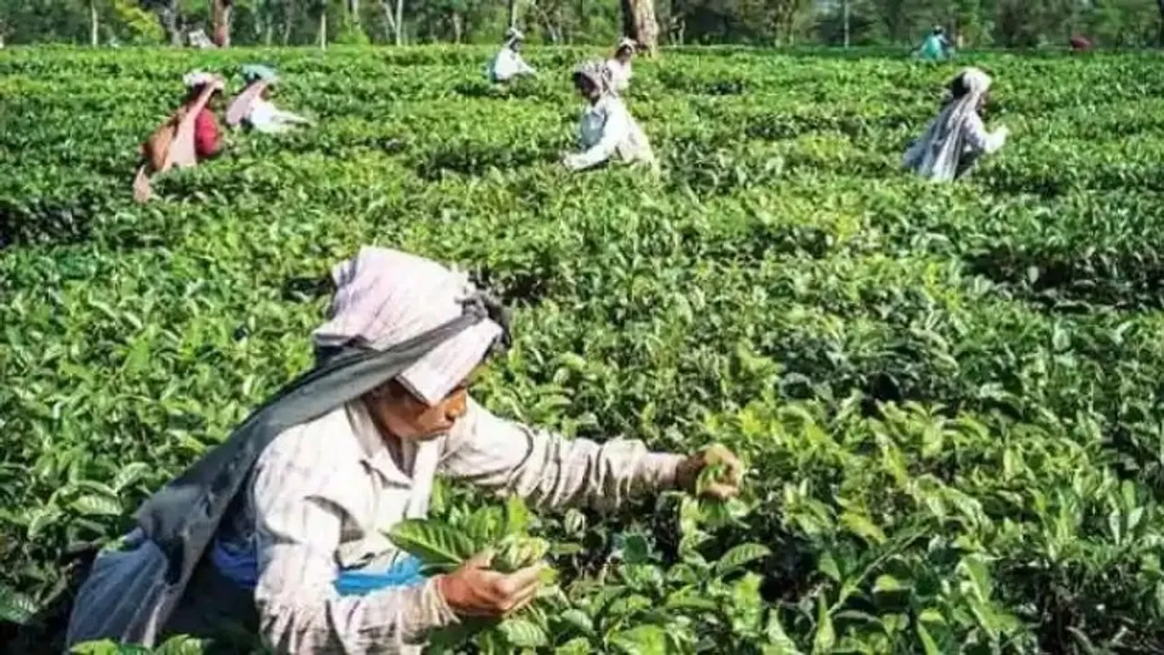 Tea gardens
