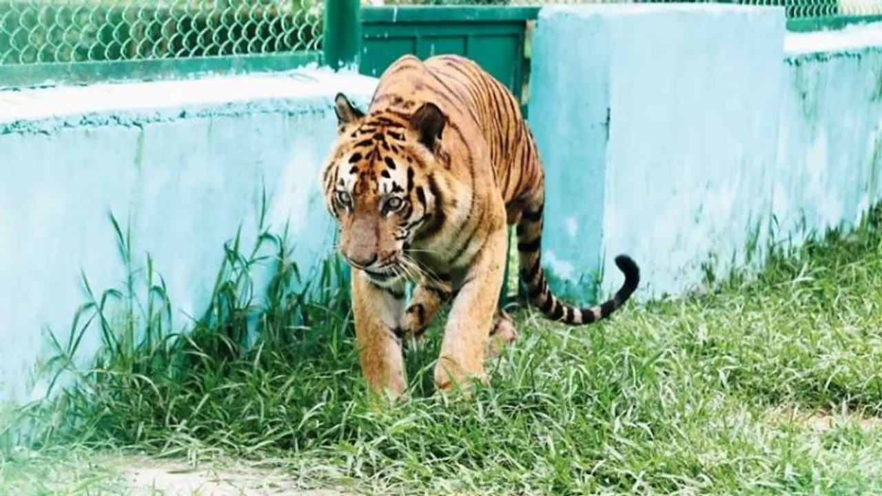Raja, longest surviving Royal Bengal Tiger in Bengal Zoo (File photo)