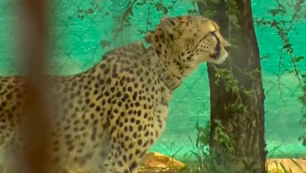 Cheetah at Kuno National Park released by PM Modi