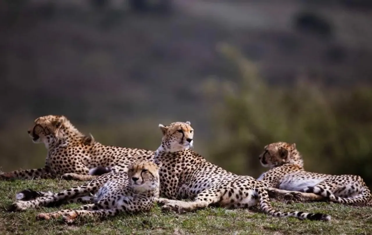 One more leopard chased as Kuno National Park awaits cheetahs from from South Africa and Namibia