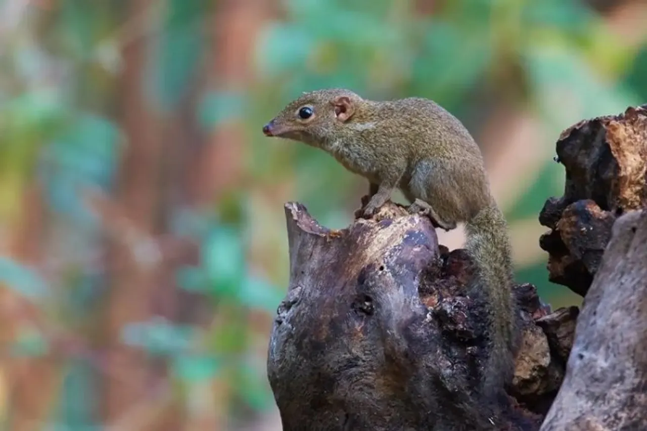 Shrews are thought to be the natural reservoir for a newly discovered pathogen called Langya henipavirus