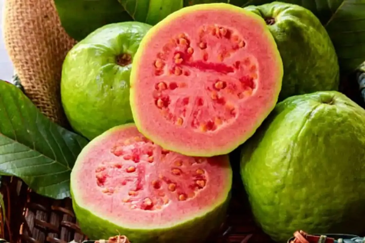 Famous Guava of Allahabad