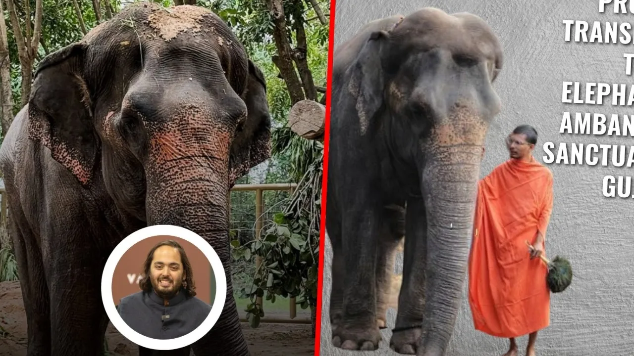 Mahdeve elephant madhuri elephant