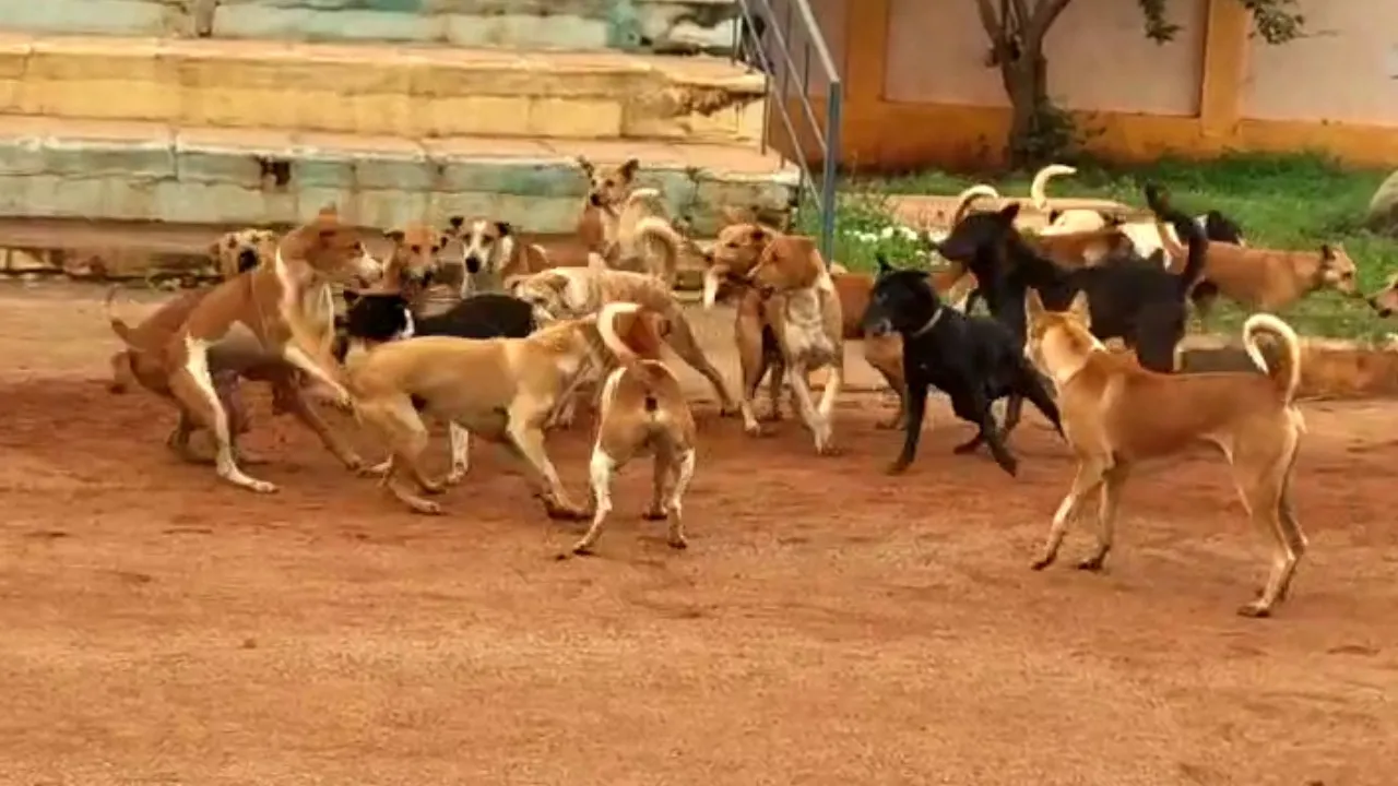 dog attack(2)