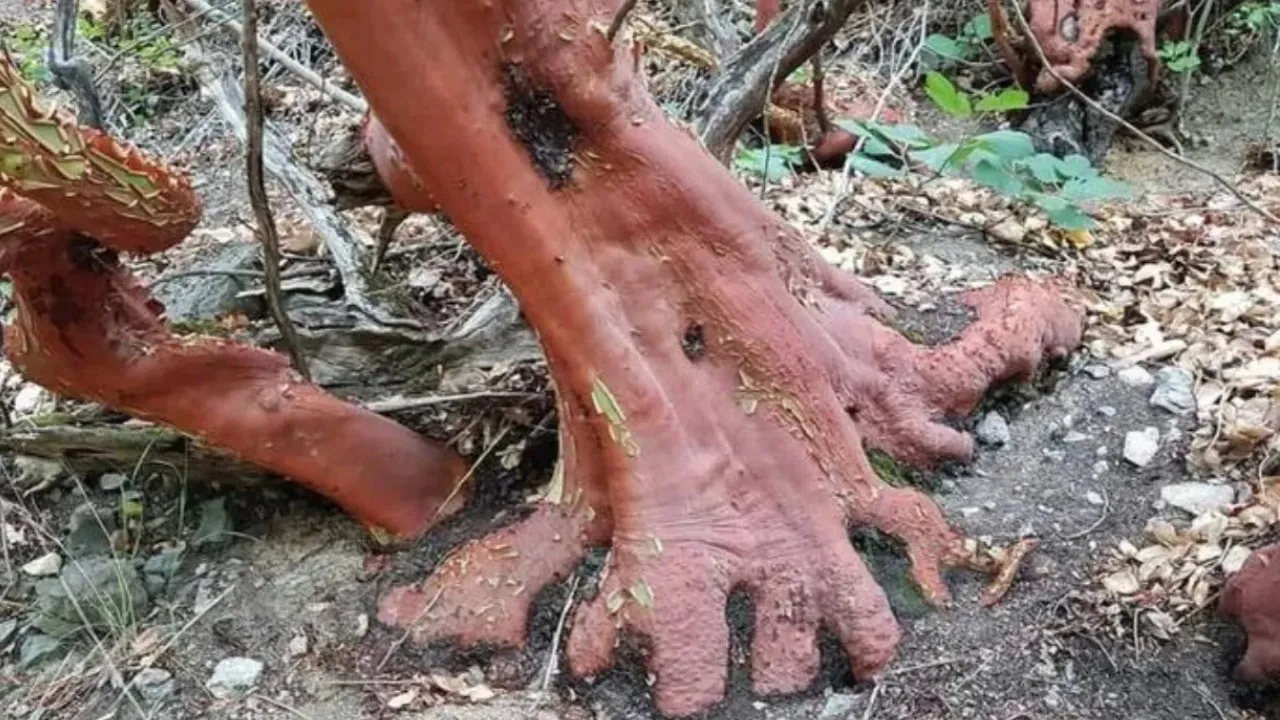 bijasal tree