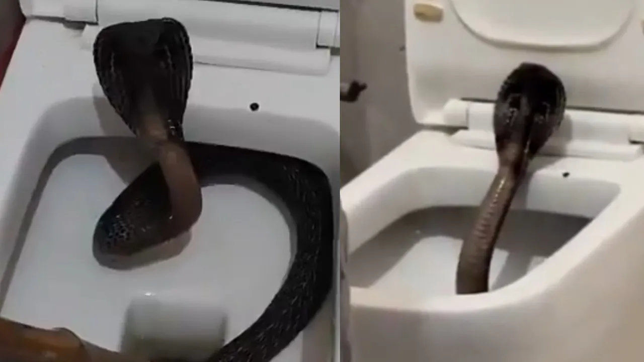 black cobra 11
