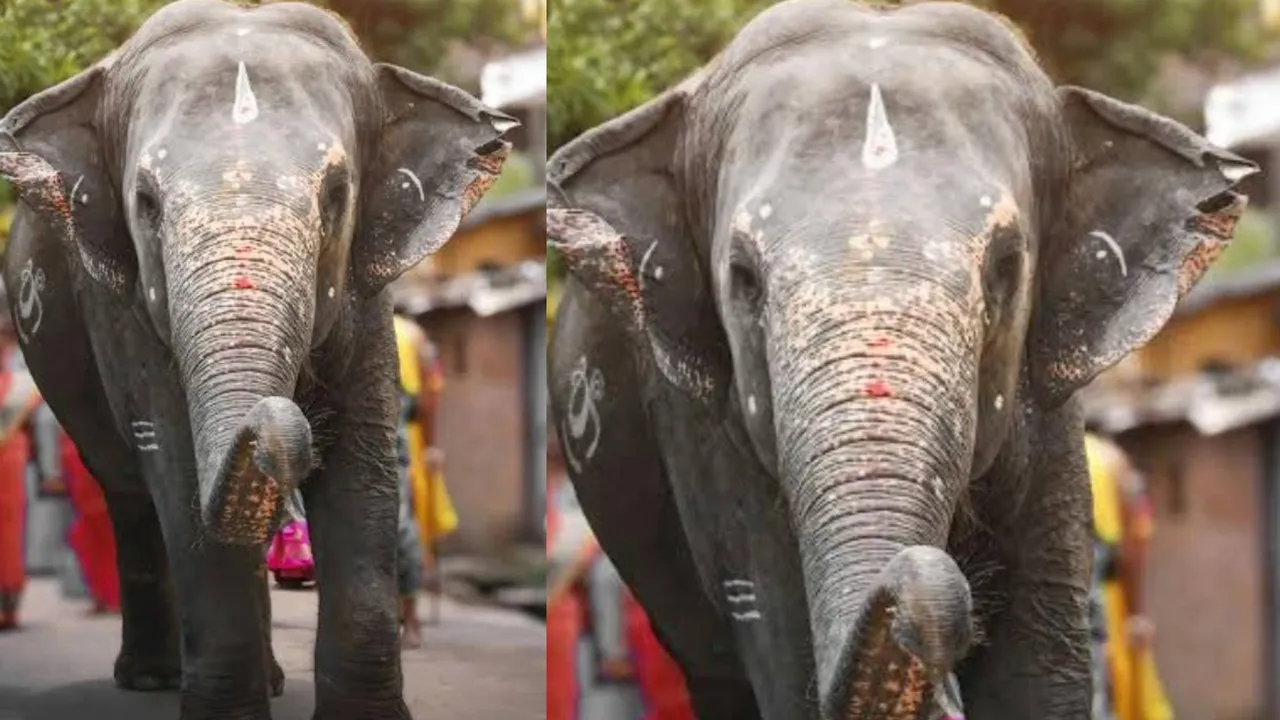 SUBHADR ELEPHAT
