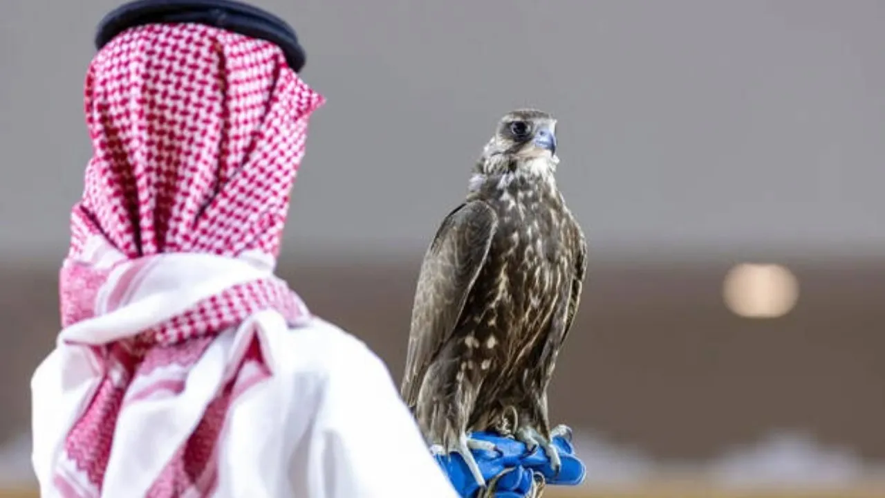 Mongolian falcon