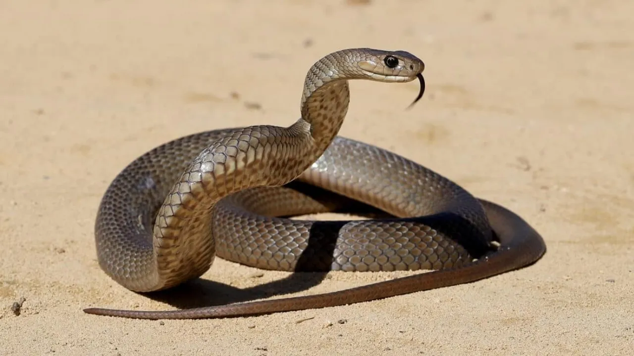 SNAKE