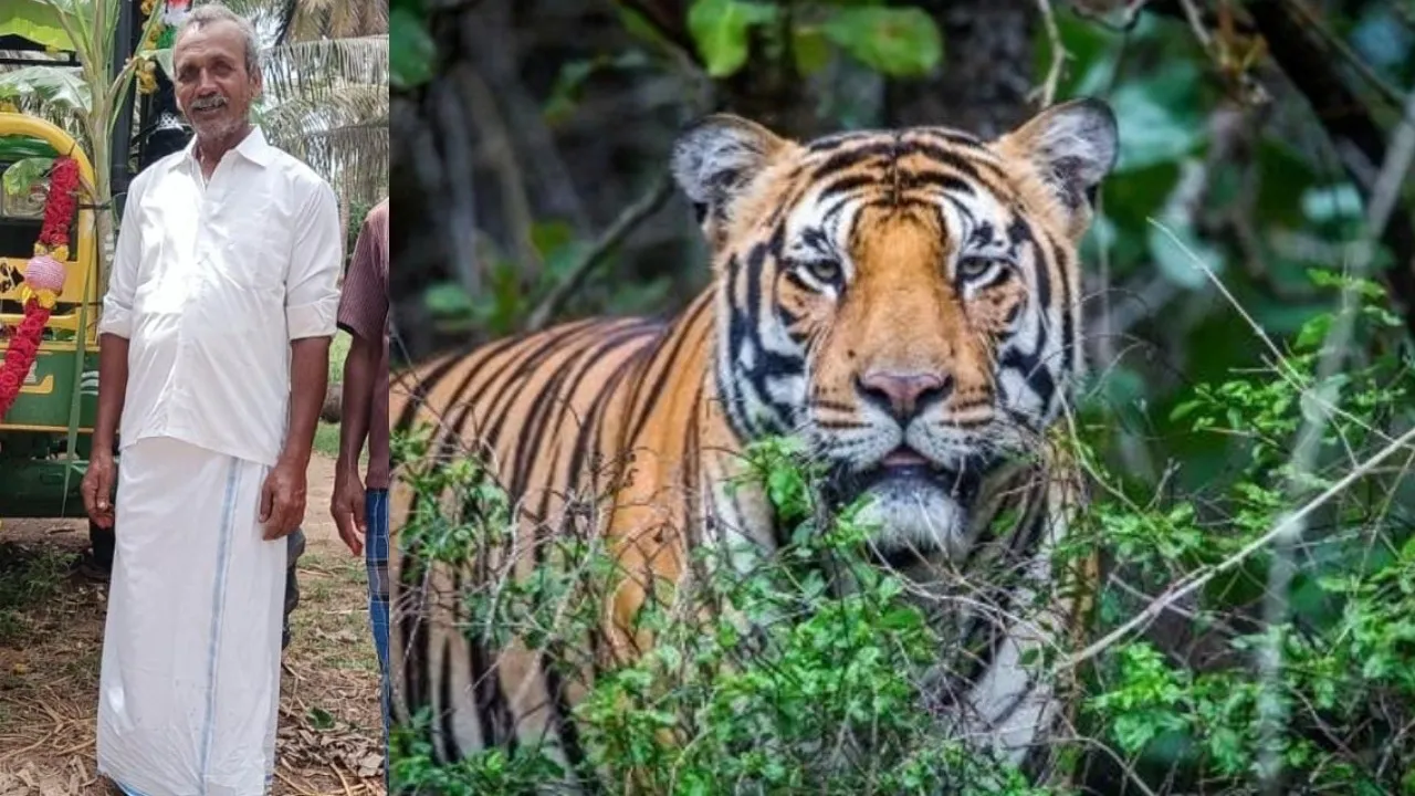 MYSORE TIGER ATTACK ON FARMER