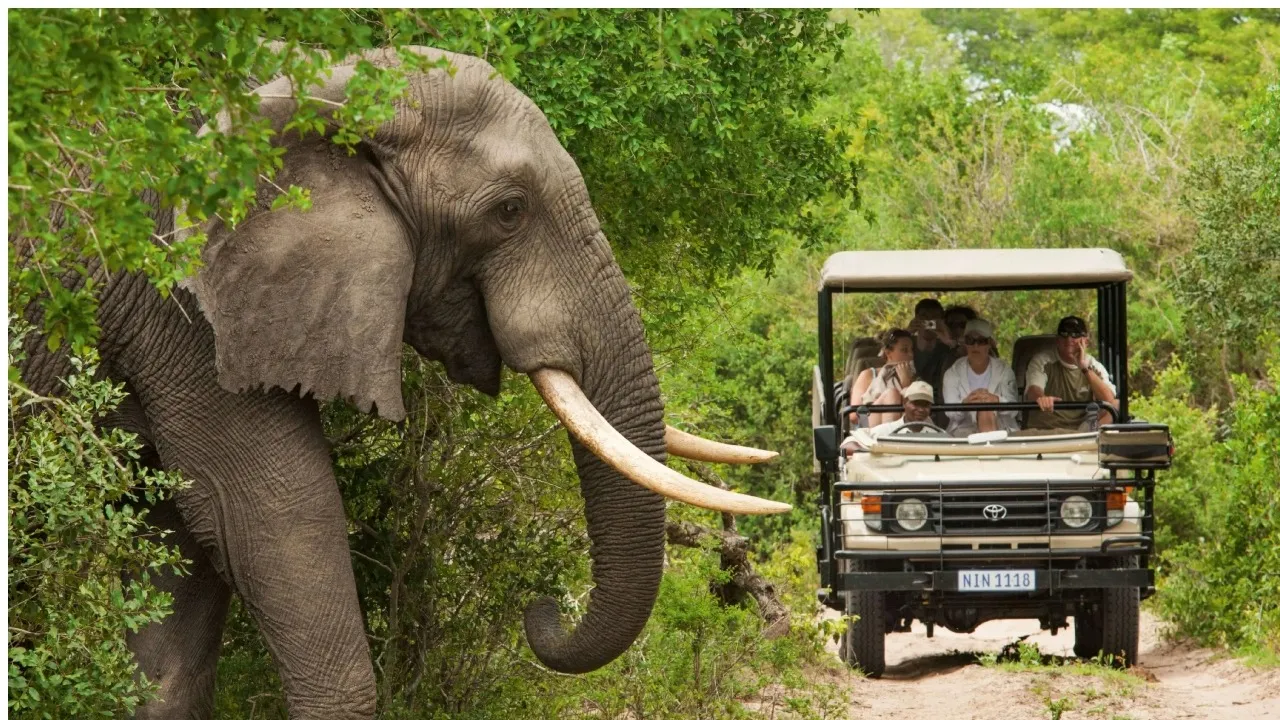 BANDIPURA SAFARI CLOSED FROM TODAY