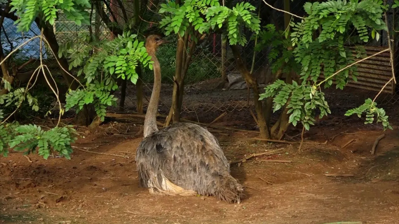 amazing pet planet sirsi (4)