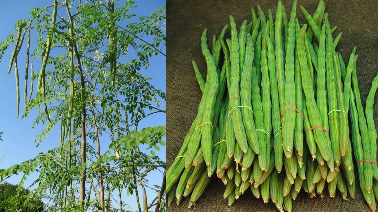 DRUMSTICK PRICE RISE