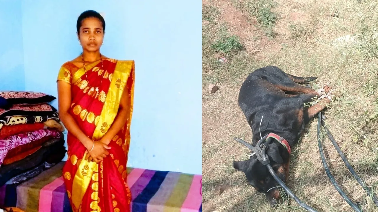 RATWILLER DOG ATTACK ON ANITHA