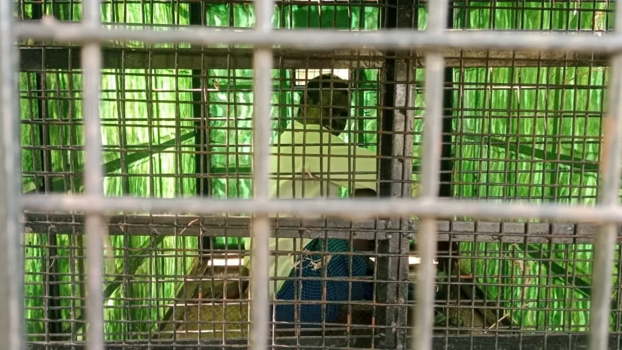 Man inside leopard cage (1)